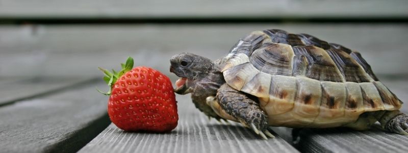 Turtle Eating Fruit