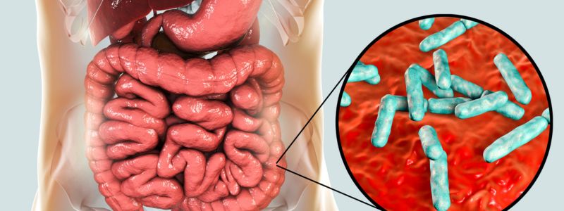 Ti Einai To Mikrobiwma Mikrobioma Tou Enterou Diaitologos